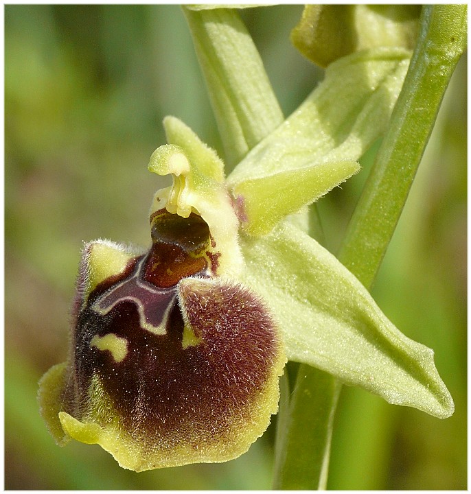 Ophrys parvimaculata